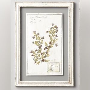 Restoration Hardware Pressed Botanical Art.  Set of 2, dimensions: 15¾"W x 22¾"H